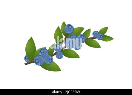 Fresh blueberries on branch with leaves, flat style vector illustration isolated on white background Stock Vector