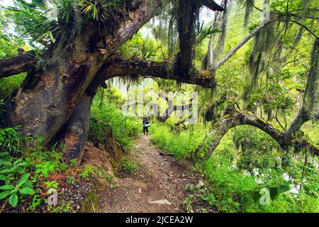 Pathway and rainforest, view from Choquequirao trekking trail, Cuzco area, Machu Picchu area, Peruvian Andes Stock Photo