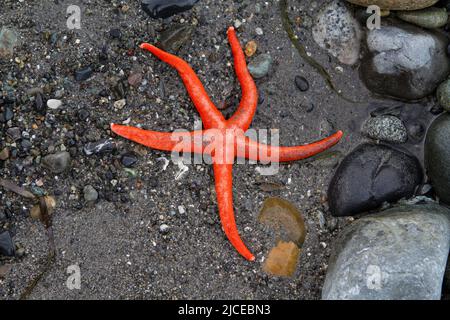 Bright orange Blood Star (Henricia leviuscula) on a Pacific Northwest beach at low tide. Stock Photo