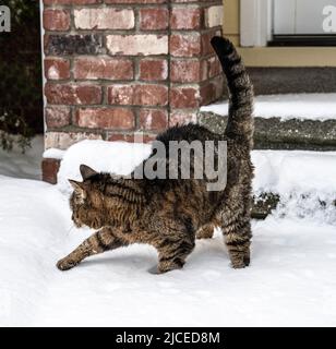 brown and black striped tabby cat walking in the snow in front of a home Stock Photo