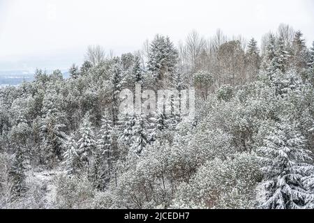 hillside with fir and madrone trees covered in snow Stock Photo