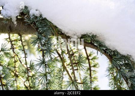 Weeping Bue Atlas Cedar tree covered in snow Stock Photo