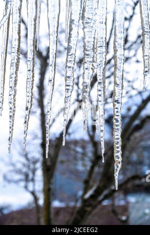 long icicles hanging from a roof with tree branches and home in the background Stock Photo