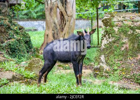 The mainland serow (Capricornis sumatraensis) is a serow species native to the Himalayas, Southeast Asia and China. The animal has a mane Stock Photo