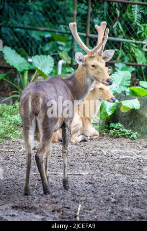The male Javan rusa (Rusa timorensis), it is a deer native to Indonesia and East Timor. Introduced populations exist in a wide variety of locations Stock Photo