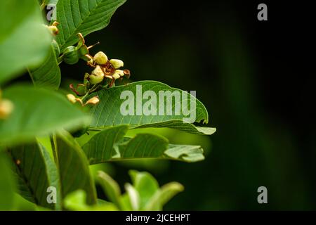 Prospective fruit of guava plant hanging on small wooden twigs, brown, stiff green leaves, tropical fruit plant Stock Photo