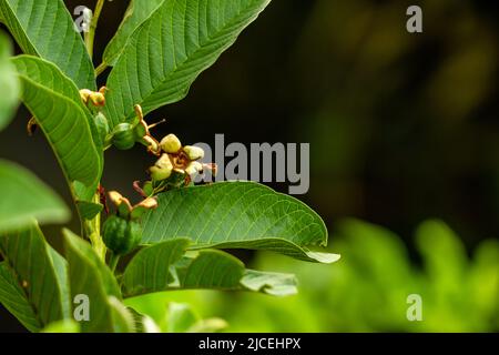 Prospective fruit of guava plant hanging on small wooden twigs, brown, stiff green leaves, tropical fruit plant Stock Photo