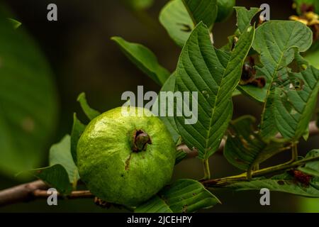 The fruit of the guava plant hanging on a small wooden twig is brown, the leaves are stiff green, tropical fruit plant Stock Photo