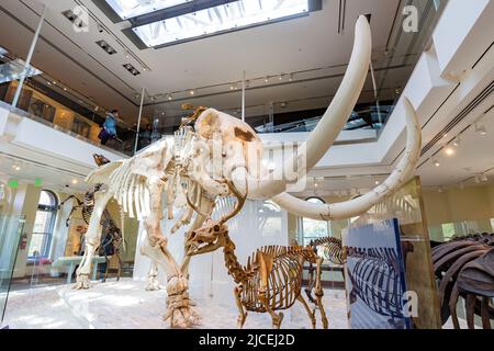 Los Angeles, FEB 4 2015 - Dinosaur fossil bone display in the Natural ...