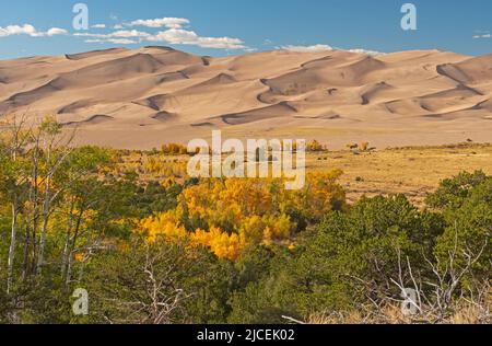 The Great Sand Dunes Rising Above the Fall Forest in Great Sand Dunes National Park in Colorado Stock Photo