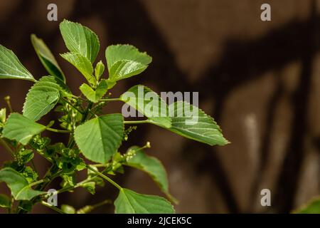 The green grass called indian acalypha, on a sunny day, grows wild in nature Stock Photo