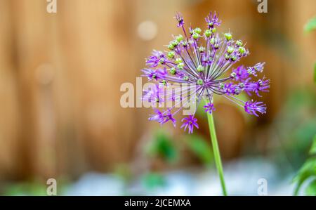 Wild onion flower bulb. Allium flower. Inflorescence of decorative onion in the garden Stock Photo