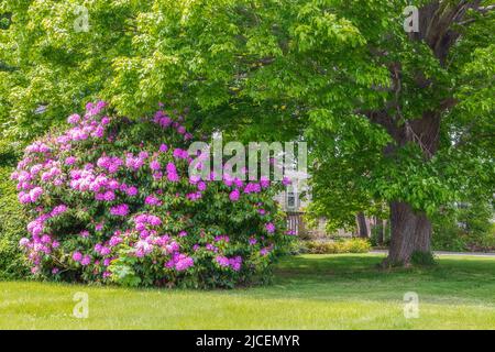 Garden landscape with the blooming hydrangea in Newport, Rhode Island Stock Photo