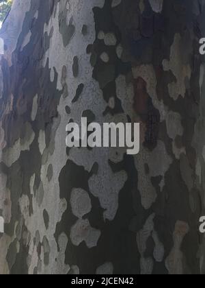 Camouflage pattern of plane tree bark texture close up Stock Photo
