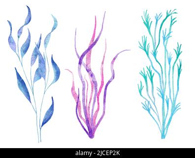 Watercolor illustration of seaweed plants in blue turquoise purple colors, ocean sea underwater wildlife animals. Nautical summer beach design, coral reef life nature, algae pink spirulina  Stock Photo