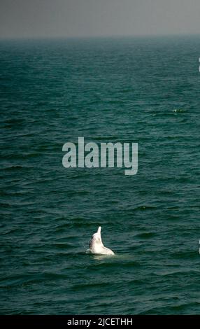 The beautiful Chinese white dolphins swimming in the open sea north of Lantau island in Hong Kong. Stock Photo