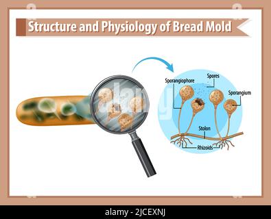 Structure and Physiology of Bread Mold illustration Stock Vector Image ...