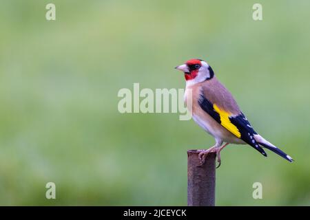 Goldfinch [ Carduelis carduelis ] on metal post with out of focus green background Stock Photo