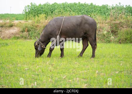 buffalo stained in the green grass fields, Stock Photo