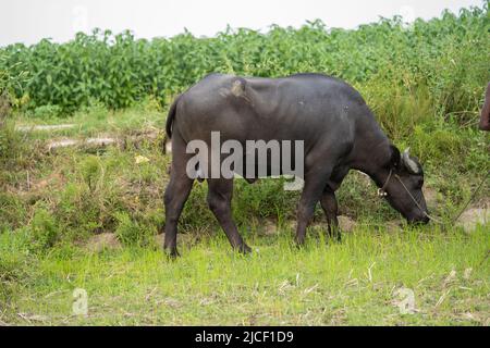 buffalo stained in the green grass fields, Stock Photo