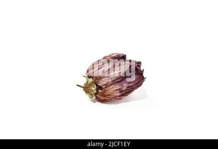 Dried hibiscus rose flower head isolated on white background. Wilted rose flower Stock Photo