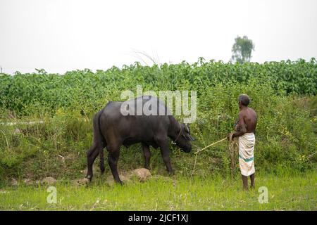 buffalo stained in the green grass fields, Stock Photo