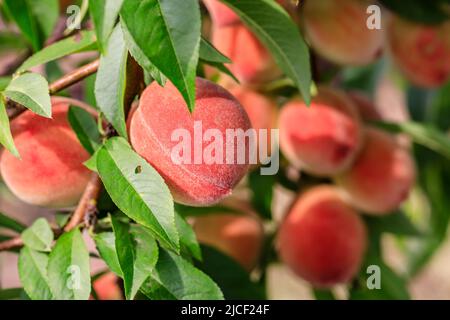 Ripe sweet peach fruit growing on peach branch in orchard Stock Photo