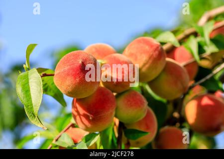 Ripe sweet peach fruit growing on peach branch in orchard Stock Photo