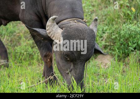 buffalo stained in the green grass fields, Stock Photo