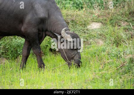 buffalo stained in the green grass fields, Stock Photo