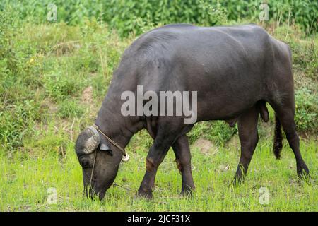 buffalo stained in the green grass fields, Stock Photo