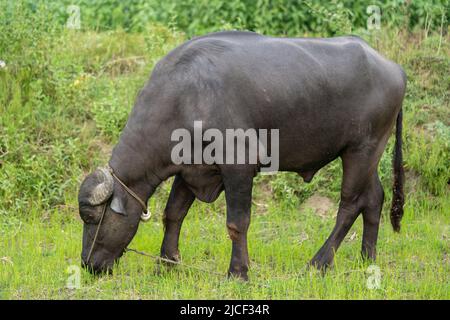 buffalo stained in the green grass fields, Stock Photo