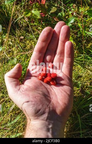 Hand picked wild strawberries Stock Photo