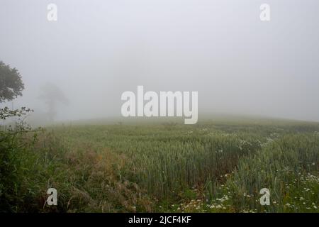 field of wheat shrouded in mist and fog with some daisies on the field edge and trees in the background Stock Photo