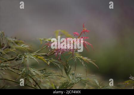 Decorative red and green maple leaves on the tree outdoor autumn background. Stock Photo