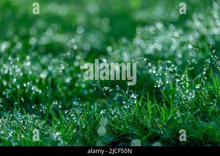 Cold colored grass bokeh background. Outdoor drop blurred spring morning. Stock Photo