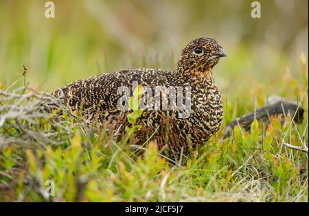 Red Grouse hen.  Scientific name: Lagopus lagopus. Close up of a Red Grouse hen nesting in natural moorland habitat, facing right.  Clean background. Stock Photo