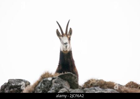 wild chamois black goat isolated on white background Stock Photo