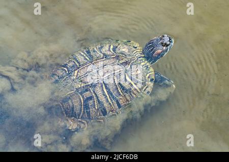 A Red-eared Slider, Trachemys scripta elegans, surfaces for air in a marshy wetland on South Padre Island, Texas. Stock Photo