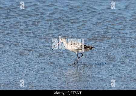 A Marbled Godwit, Limosa fedoa, foraging while wading in a tide flat of the Laguna Madre on South Padre Island, Texas. Stock Photo