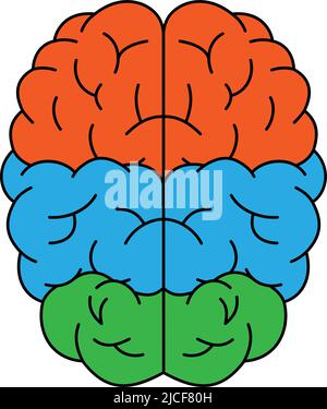 Human brain with main parts. Section of central nervous system. Healthy internal organ sign. Vector illustration Stock Vector
