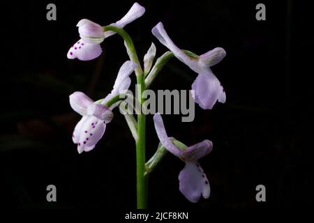 Green-winged orchid (Anacamptis morio ssp. champagneuxii), Majorca Stock Photo