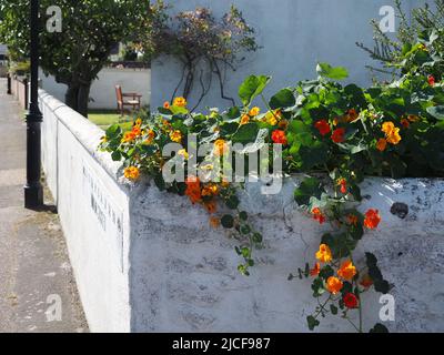 A Nasturtium plant, or Tropaeolum, with yellow, orange and red flowers in full bloom. Growing over and hanging down an old white stone wall. Stock Photo
