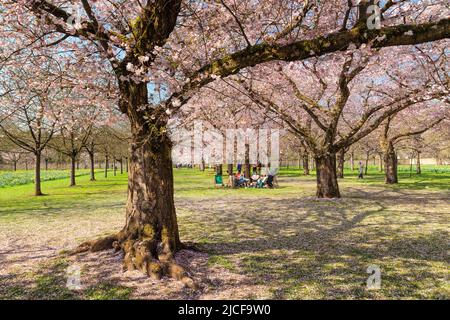 Cherry blossom in the baroque garden of Schwetzingen Castle, Schwetzingen, Baden-Württemberg, Germany Stock Photo