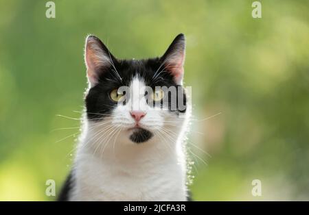 tuxedo cat portrait with greenery bokeh in the background Stock Photo