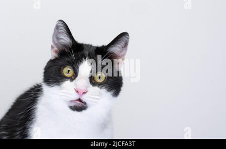 portrait of tuxedo cat looking at camera surprised or shocked on white background Stock Photo