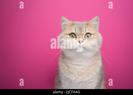 british shorthair cat portrait on pink background with copy space Stock Photo