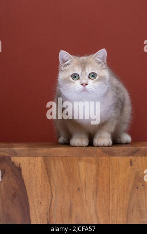 cute british shorthair kitten looking at camera curiously with copy space Stock Photo