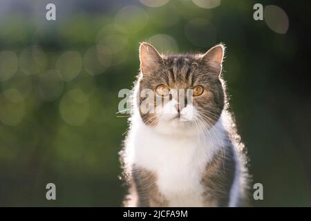 tabby white british shorthair cat portrait outdoors in backlight Stock Photo
