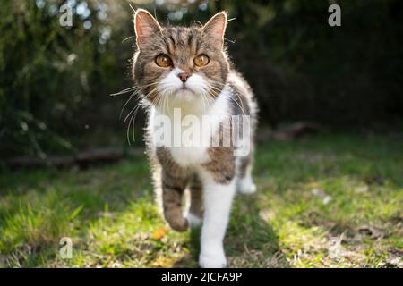 tabby white cat walking towards camera on meadow in backlight Stock Photo